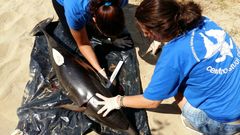 Tursiops truncatus