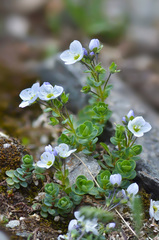 Veronica telephiifolia glareosa