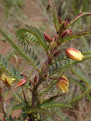 Chamaecrista comosa