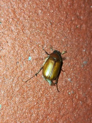 Phyllophaga crinita