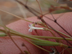 Oldenlandia herbacea