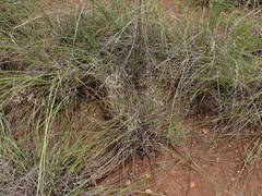 Eragrostis racemosa