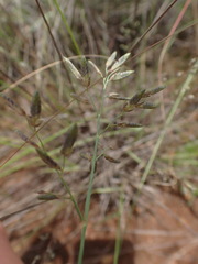 Eragrostis racemosa