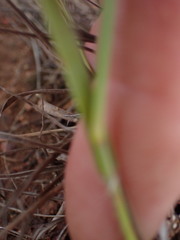Eragrostis racemosa