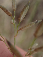 Eragrostis racemosa