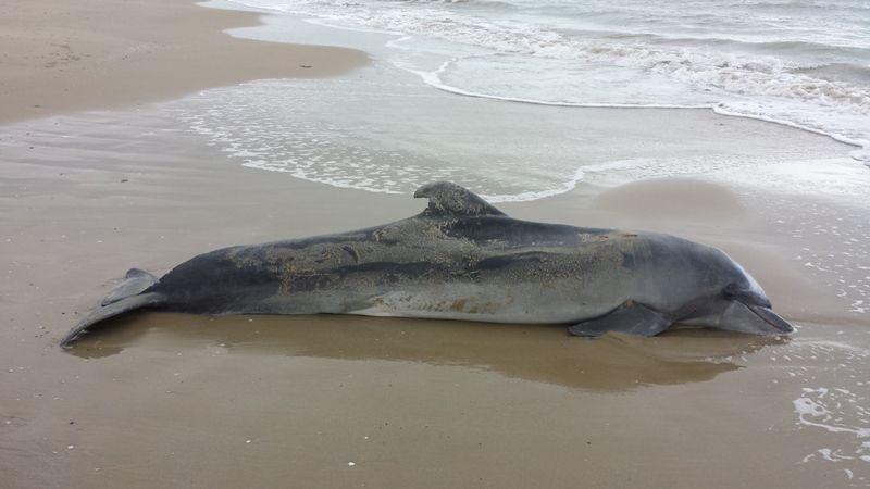 Tursiops truncatus<br>12 November, 2016