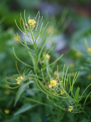 Sisymbrium irio