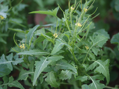 Sisymbrium irio