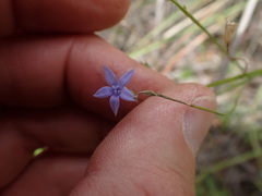 Wahlenbergia denticulata
