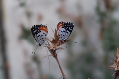 Talicada nyseus nyseus