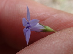 Wahlenbergia denticulata