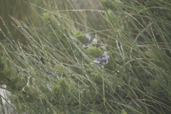 Psoralea obliqua