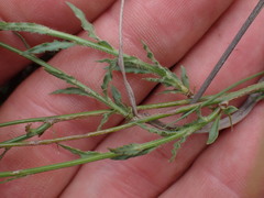 Wahlenbergia denticulata