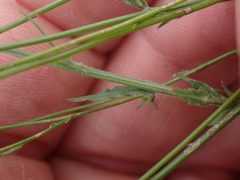 Wahlenbergia denticulata