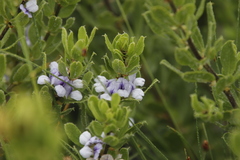 Psoralea obliqua
