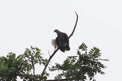Patagioenas