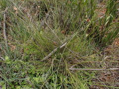 Bulbostylis burchellii