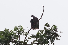 Patagioenas
