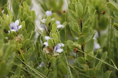 Psoralea obliqua
