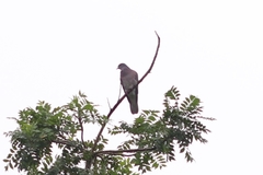 Patagioenas