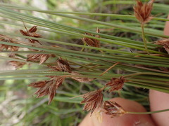 Bulbostylis burchellii