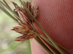 Bulbostylis burchellii