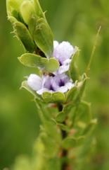 Psoralea obliqua