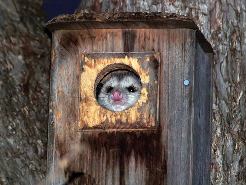 Didelphis virginiana