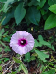 Ipomoea