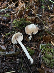 Inocybe albodisca