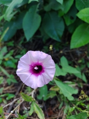 Ipomoea