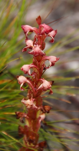 Image of Satyrium situsanguinum by (c) Tony Rebelo, some rights reserved (CC BY-SA)