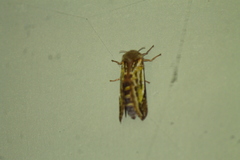 Callipielus arenosus