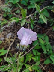 Ipomoea