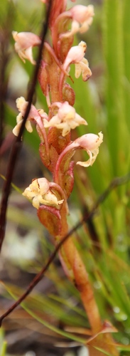 Image of Satyrium situsanguinum by (c) Tony Rebelo, some rights reserved (CC BY-SA)