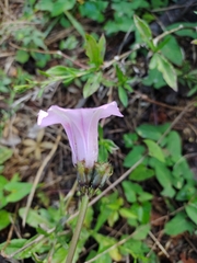 Ipomoea