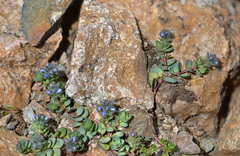 Veronica telephiifolia glareosa