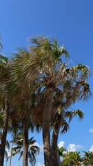 Sabal palmetto