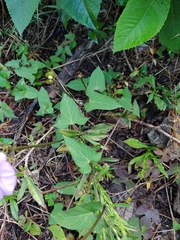 Ipomoea