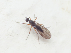 Clinocera
