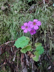 Primula listeri