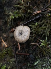 Nitida