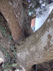 Podocarpus macrophyllus
