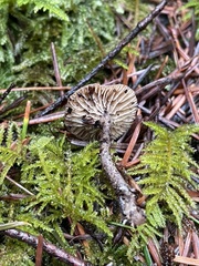 Nitida