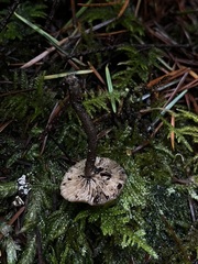 Nitida