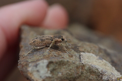 Temnorhinus mixtus