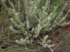 Helichrysum callicomum