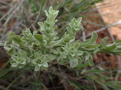 Helichrysum callicomum