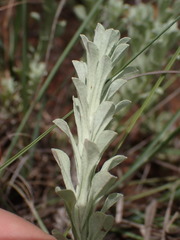 Helichrysum callicomum