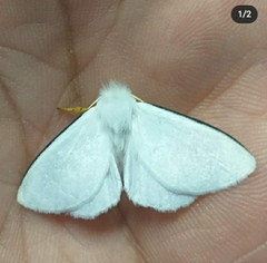 Lepidoptera